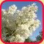 bild_mai